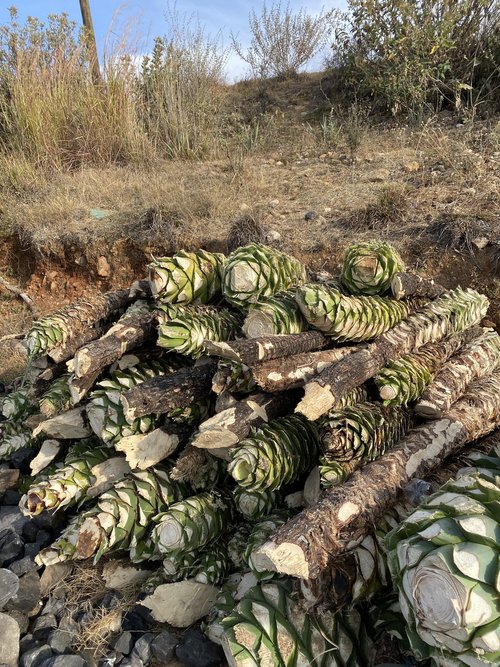 Chopped Agave for the Biquix - San Jose del Peñasco limited release bottling available only at Sin Gusano