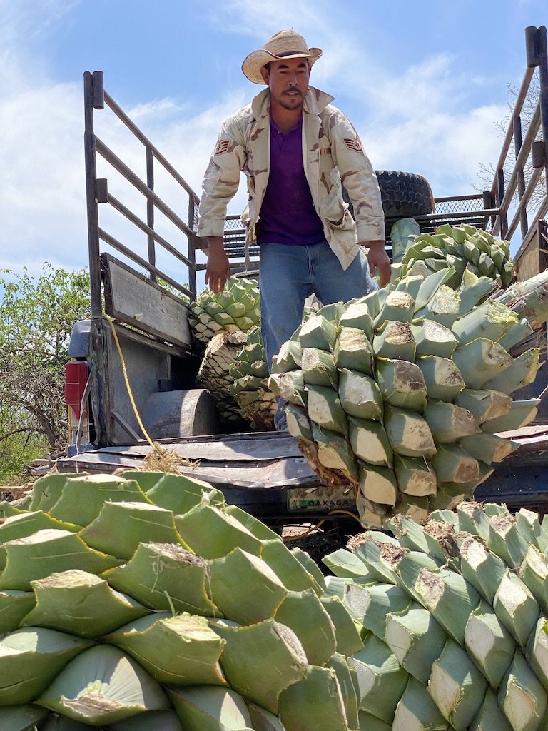 Cut pina's being taken off the back of a truck ready for mezcal production