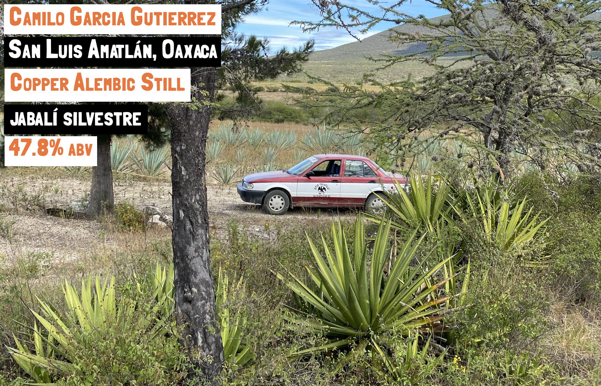 the Mexican landscape with an old car and Agave growing everywhere