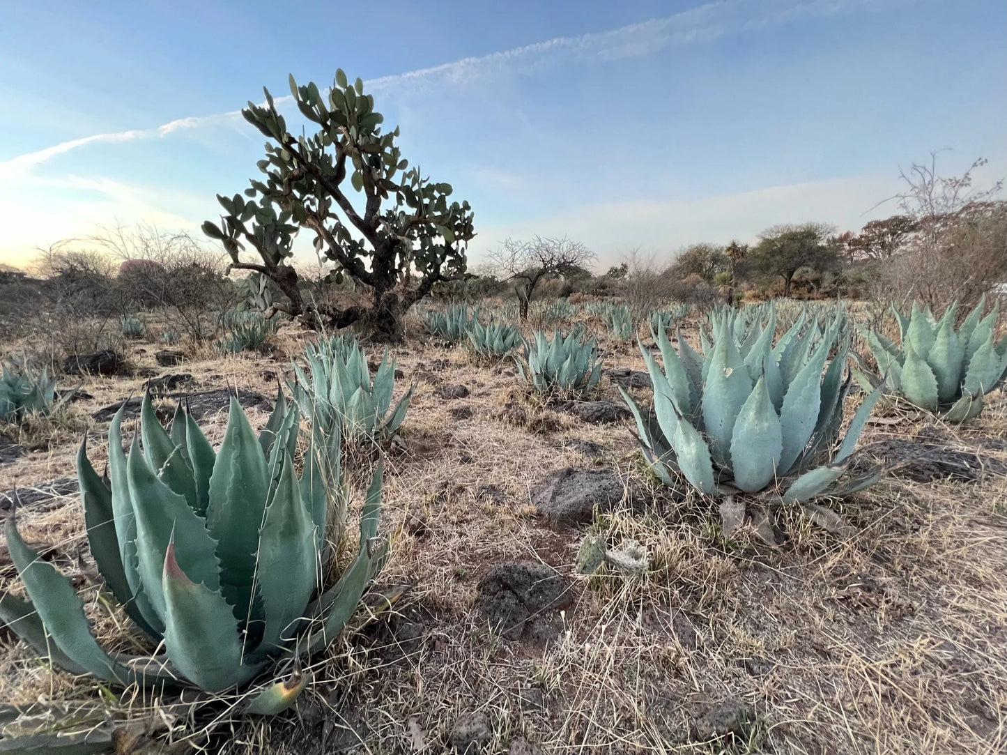 Desert landscape with agave plants and a cactus under a clear blue sky.