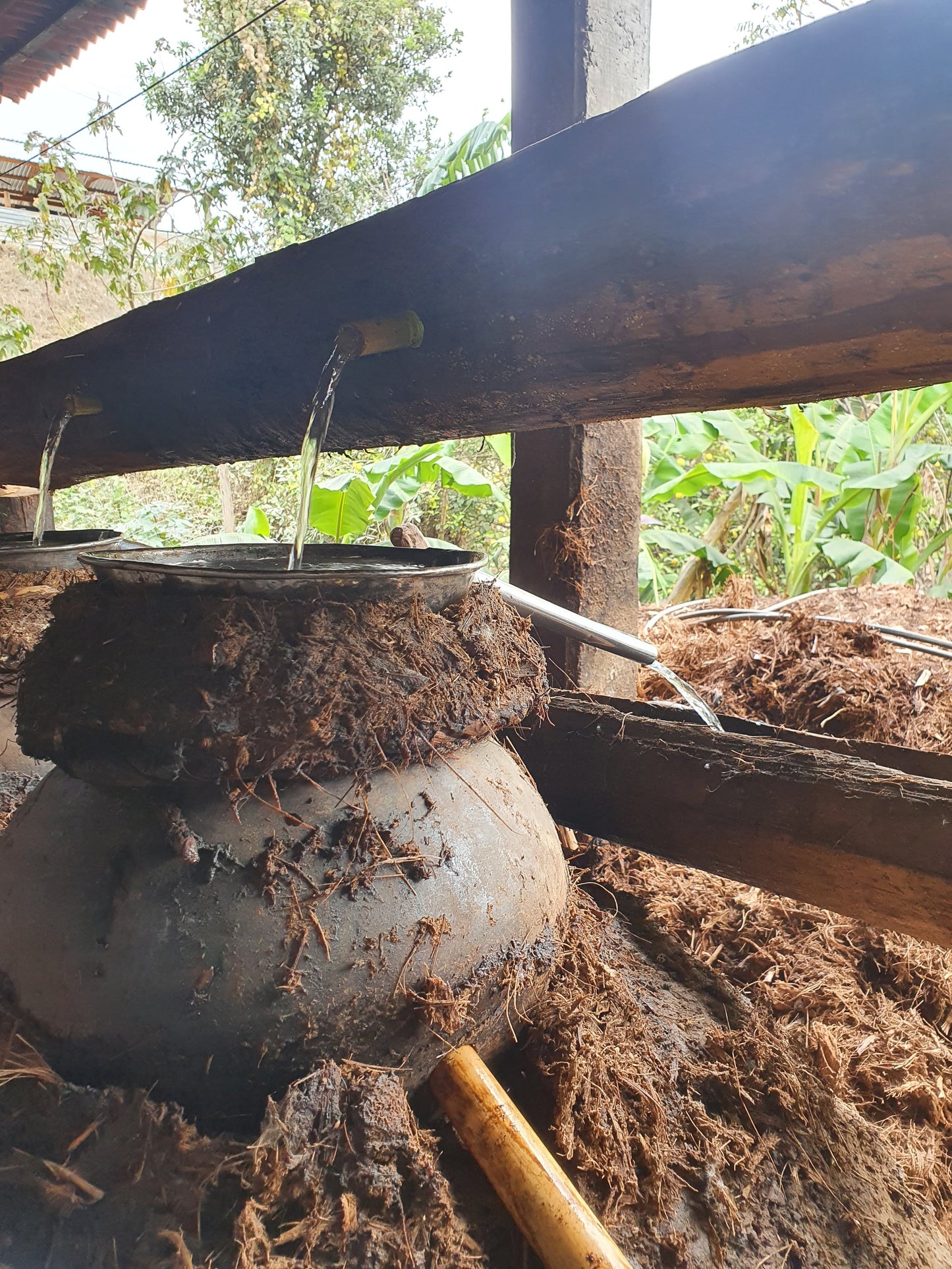 Production process of the Espadín Capón - Santa Catarina Albarradas Mezcal. Limited bottling available at Sin Gusano