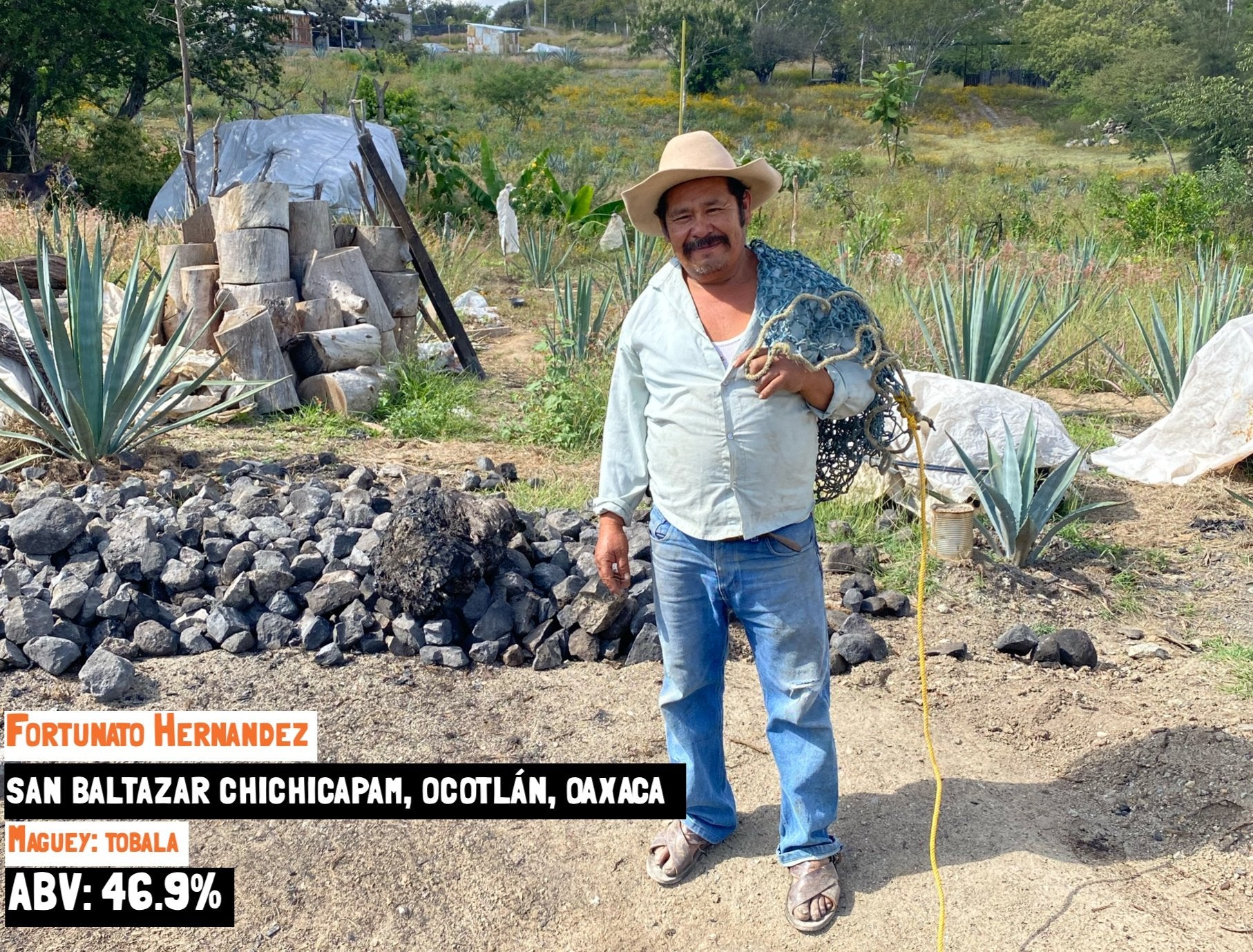 a man with a net stood by agave and an outside oven for cooking Pina's to make mezcal