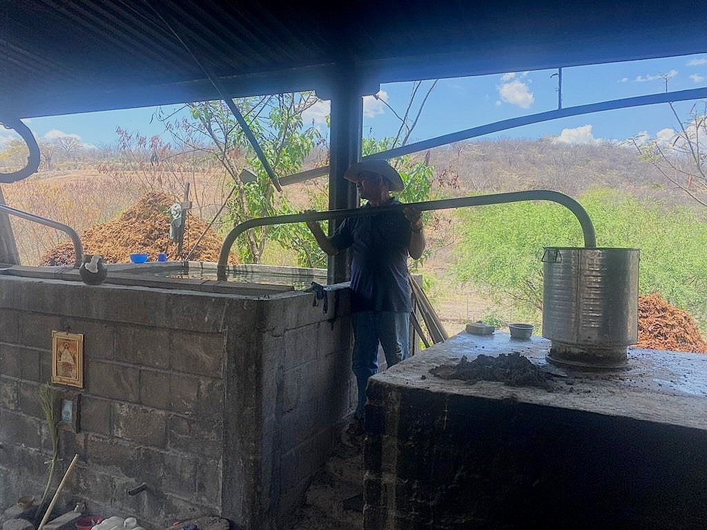 Ignacio, creator of the Jabalí y Madrecuishe - Amatlán mezcal