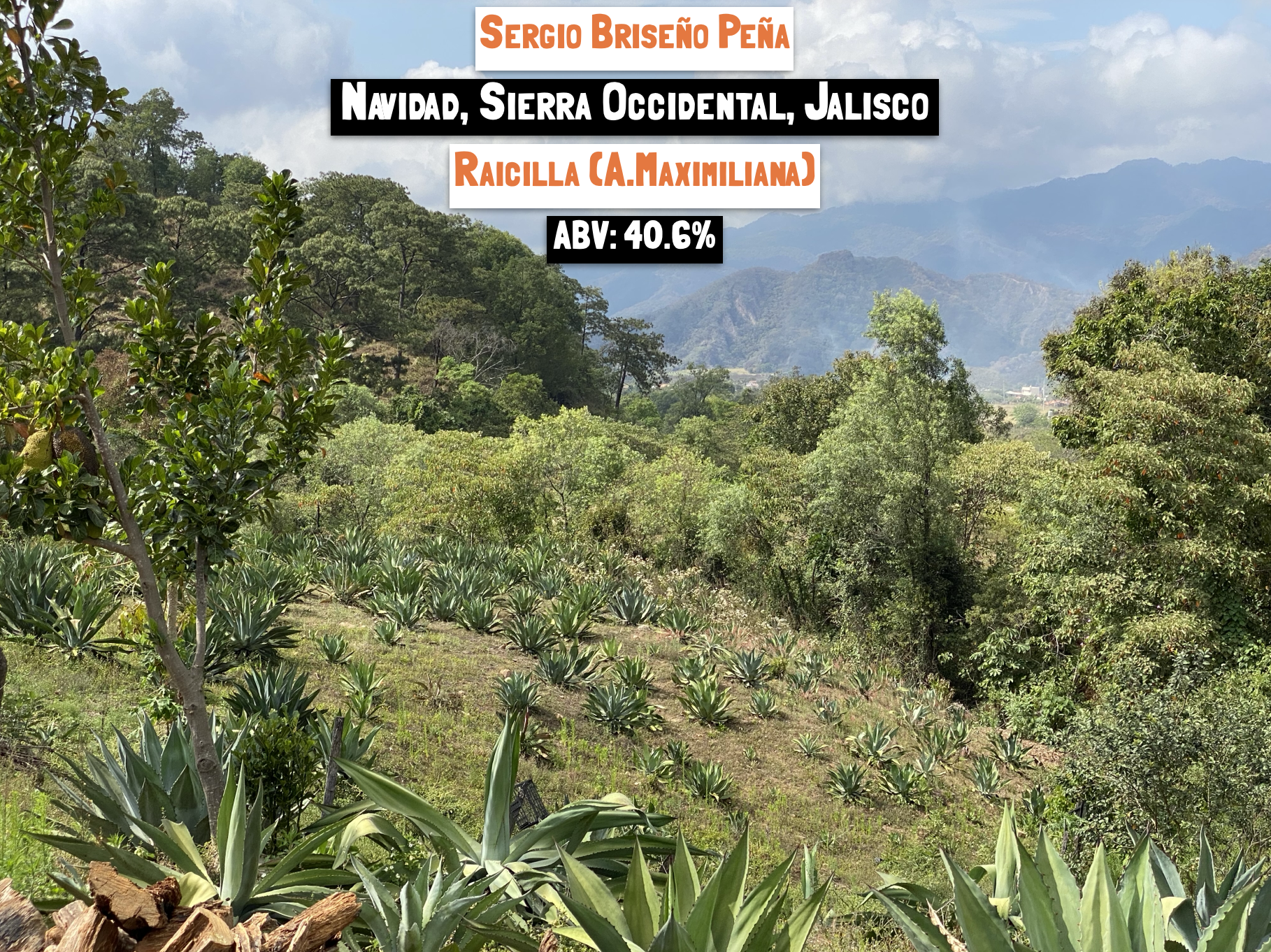 agave plants lined up ready to be cut down for mezcal with trees and forests behind them and a mountain range in the distance of Mexico