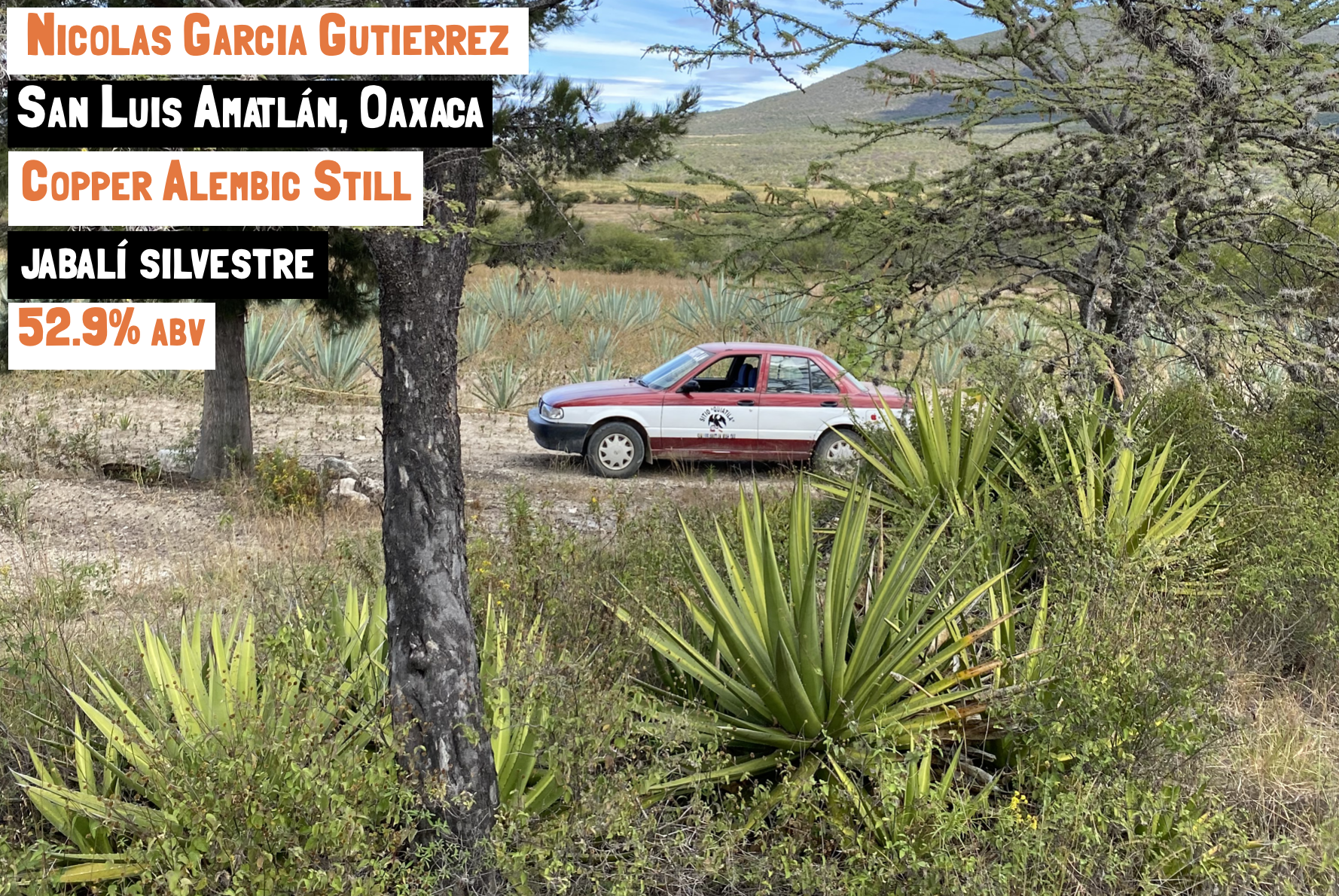 A car in a field of agave for the Jabalí - San Luis Amatlán mezcal webpage on the Sin Gusano website
