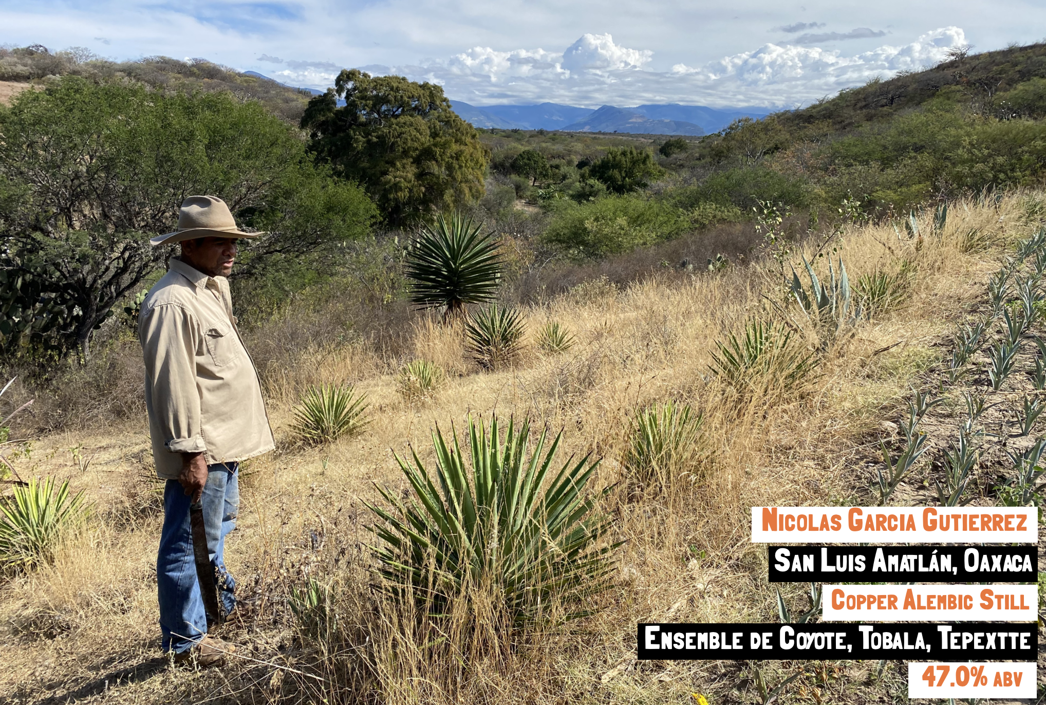 Main image for the Coyote con Tobala y Tepextate - Amatlán mezcal webpage on the Sin gusano project website