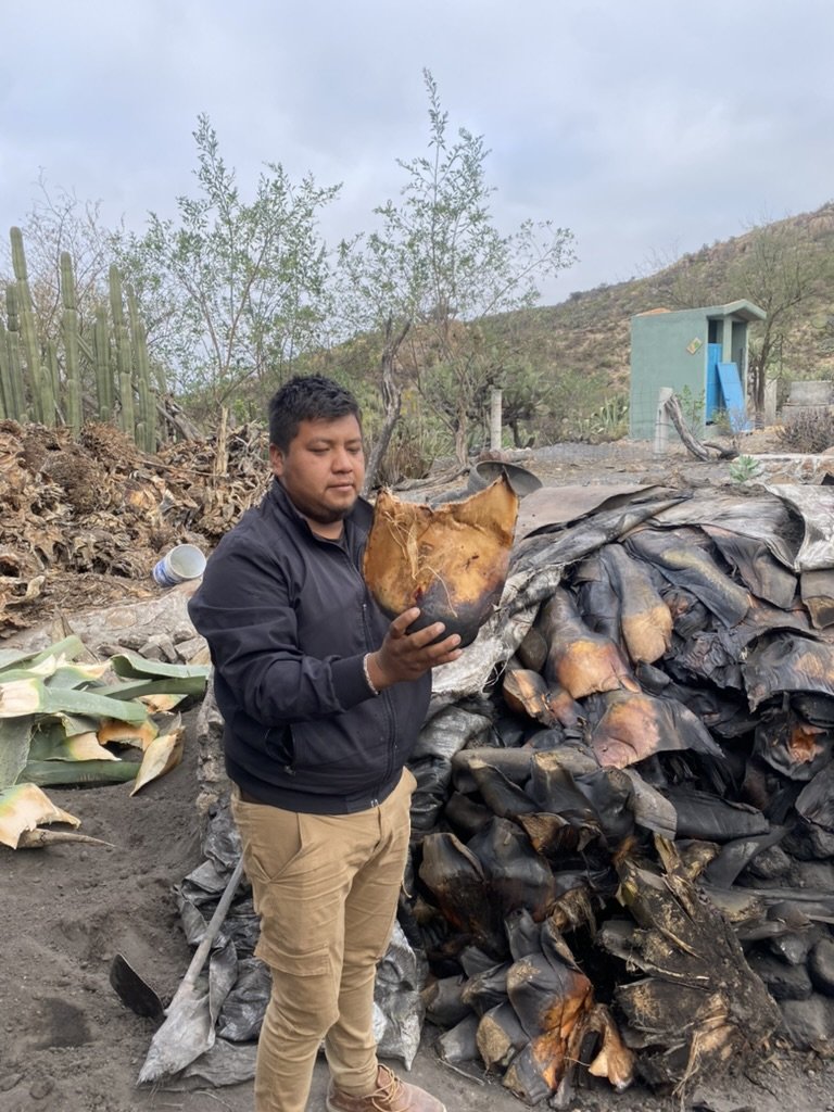 Manuel creator of the Salmiana silvestre - palmar segundo mezcal holding a piece of an agave plant