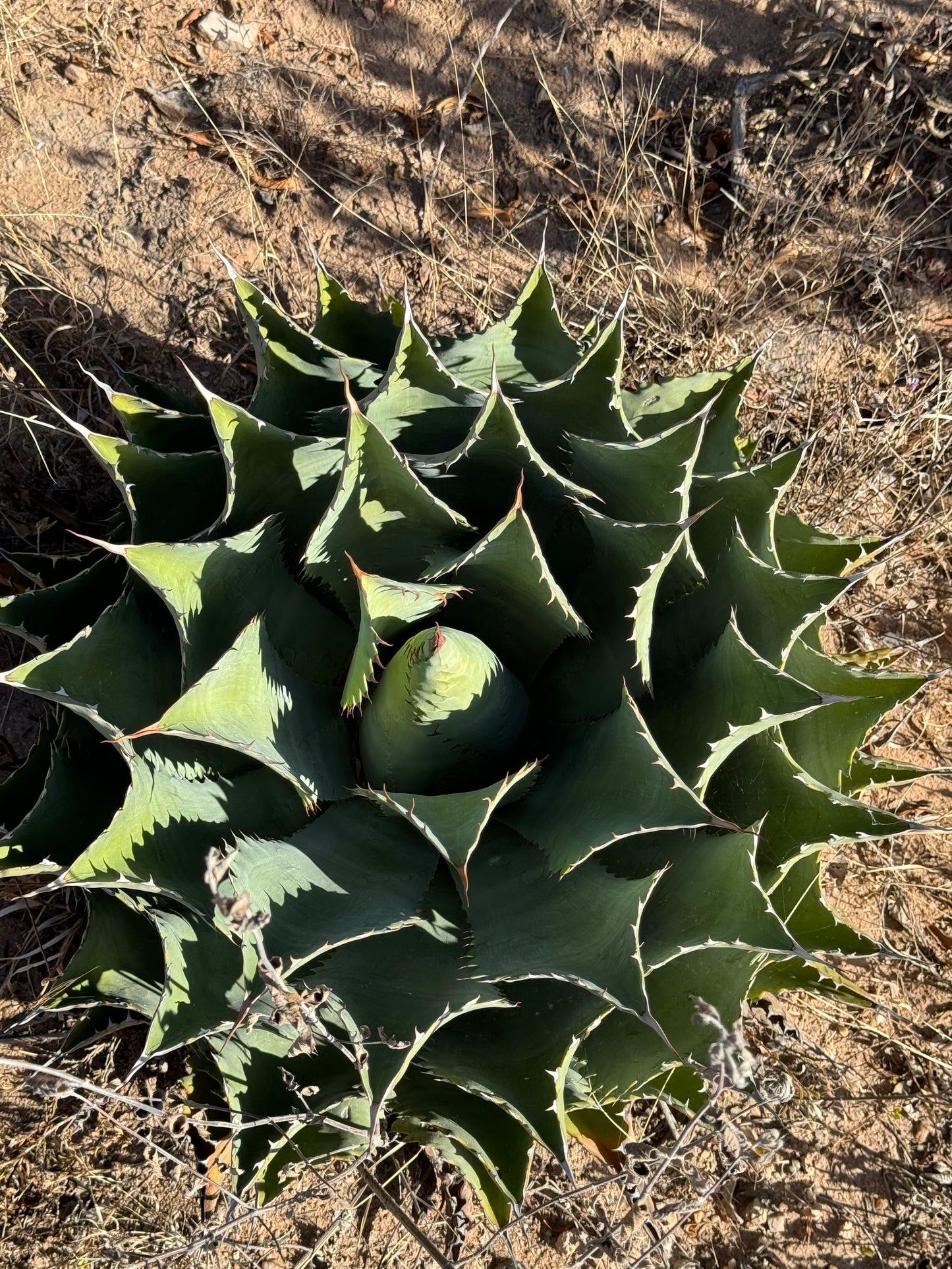 Agave for the Tobala - San Luis Amatlan limited release mezcal bottling only available at Sin Gusano