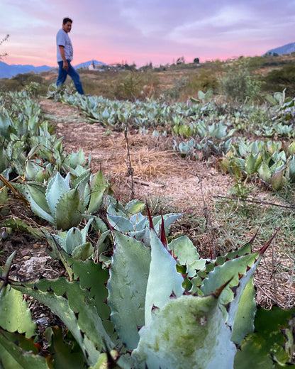 Tobala - San Jose Rio Minas