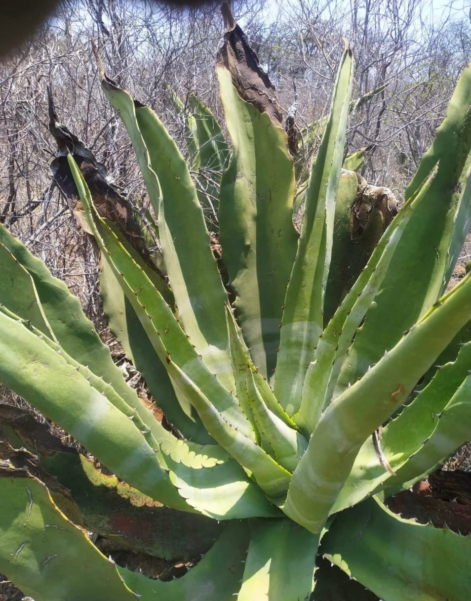 Pizorra con Azul - Mixteca Baja