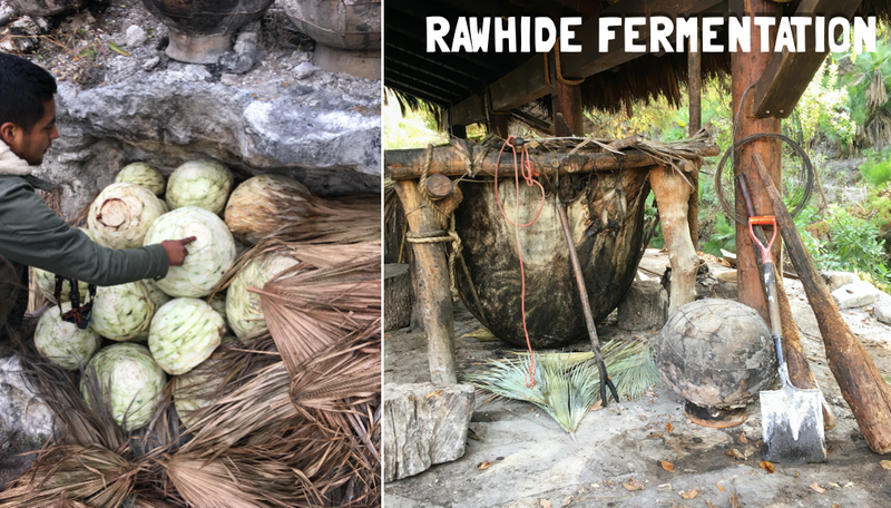 Rawhide fermentation of mezcal and Pina's ready to be cooked