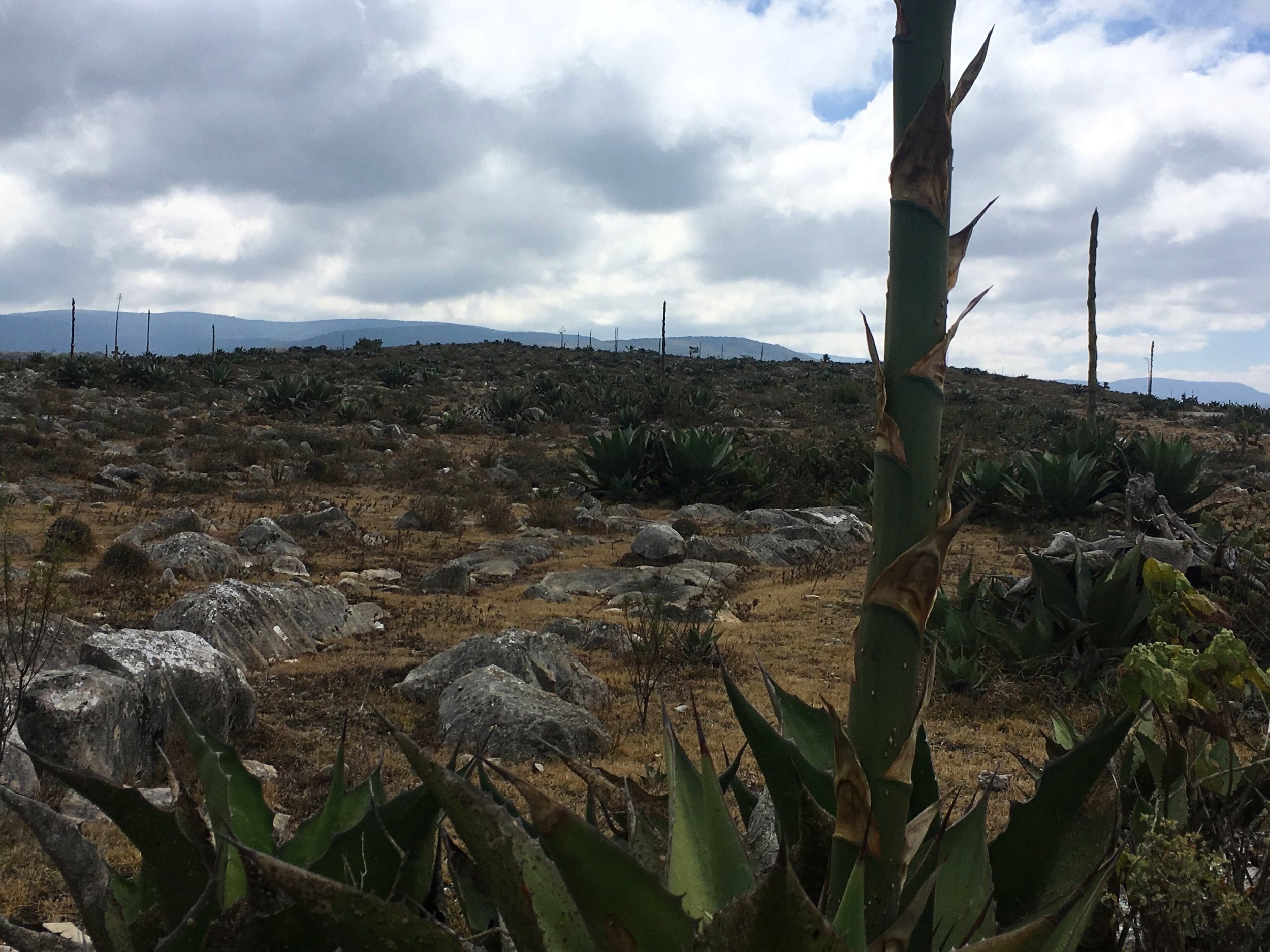 Wild agave Potatorum as far as the eye can see