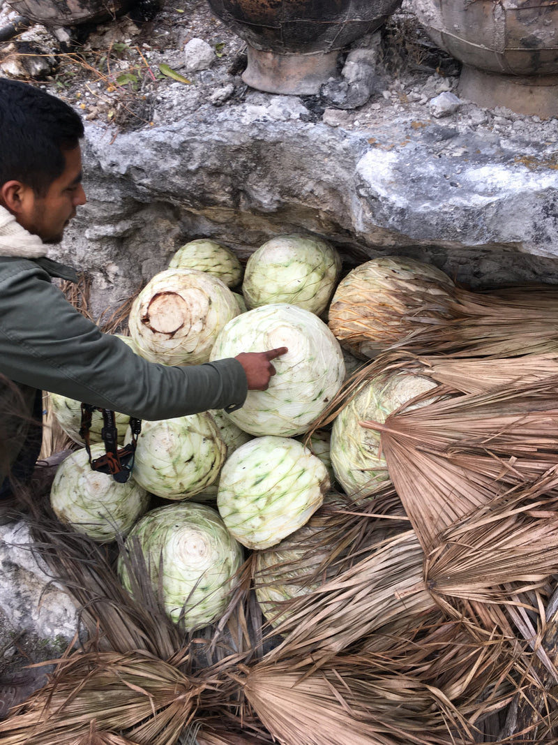 Amando shaves the agave leaves really tight to the piña - something we believe leads to lower yields and a sweeter tasting distillate