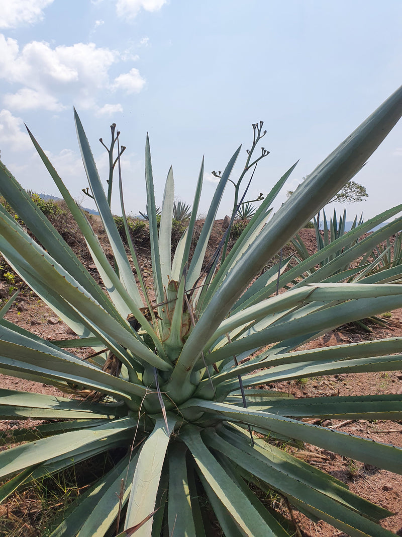 Espadín capón in the field in Mexico