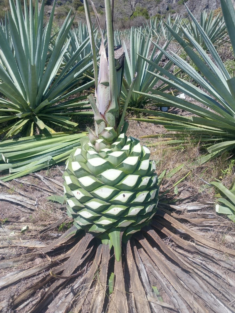Capón Espadín being harvested for the Espadín Capón - Santa Catarina Albarradas mezcal