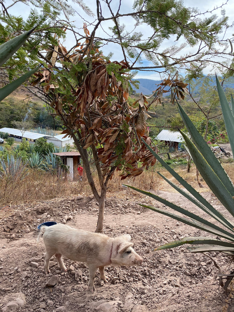 Anatolio’s agave is semi-cultivated on his family land, amongst the livestock