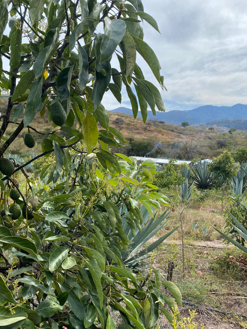 Limes growing next to agave plants used for mezcal production