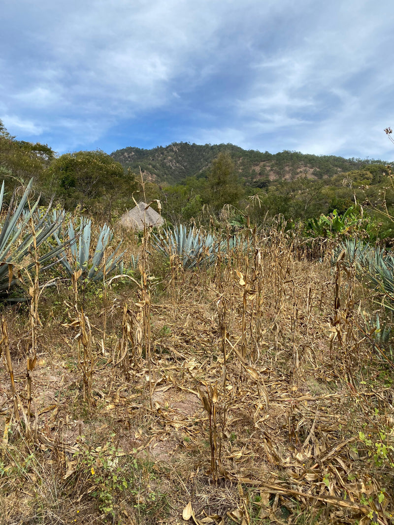 Milpa growing by the agave plants used for mezcal