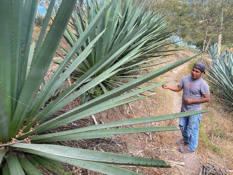 A huge agave plant that will one day be used to make mezcal