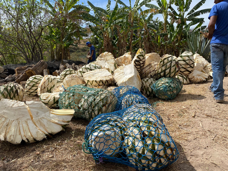 sacks of pinas from agave ready to be roasted for mezcal