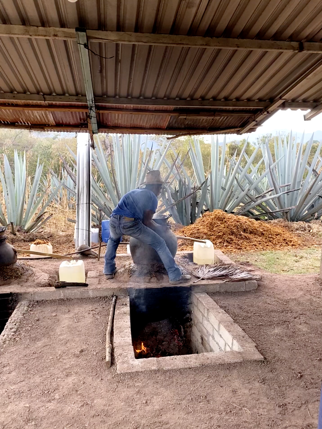 in ground oven used for cooking pinas to produce mezcal