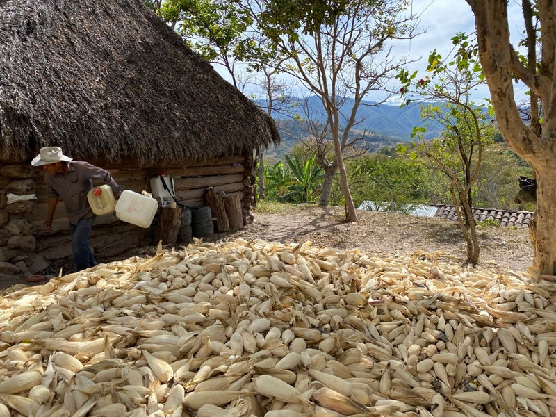 Anatolio walks around his wooden bodega