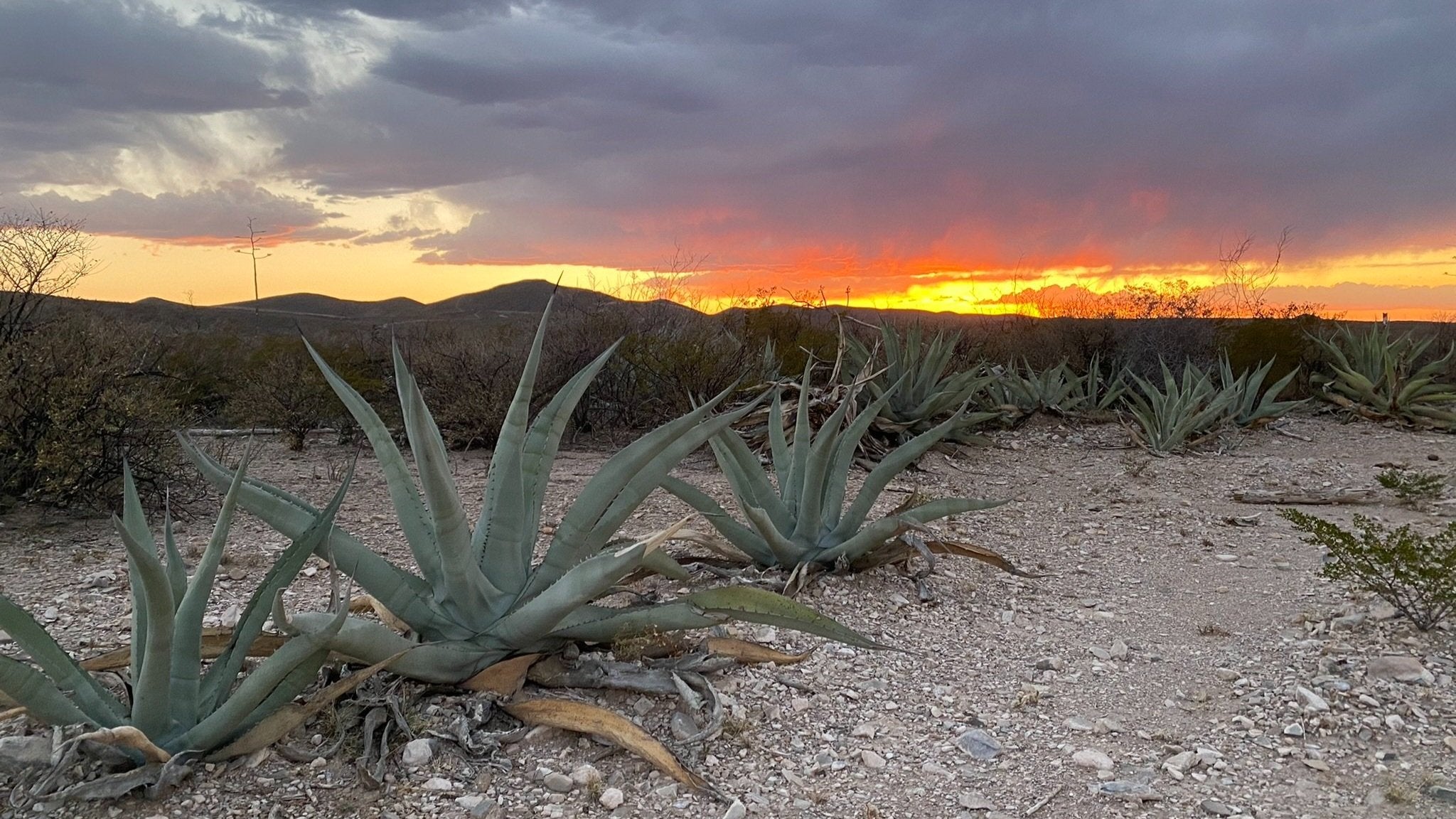 Agave fields at sunset