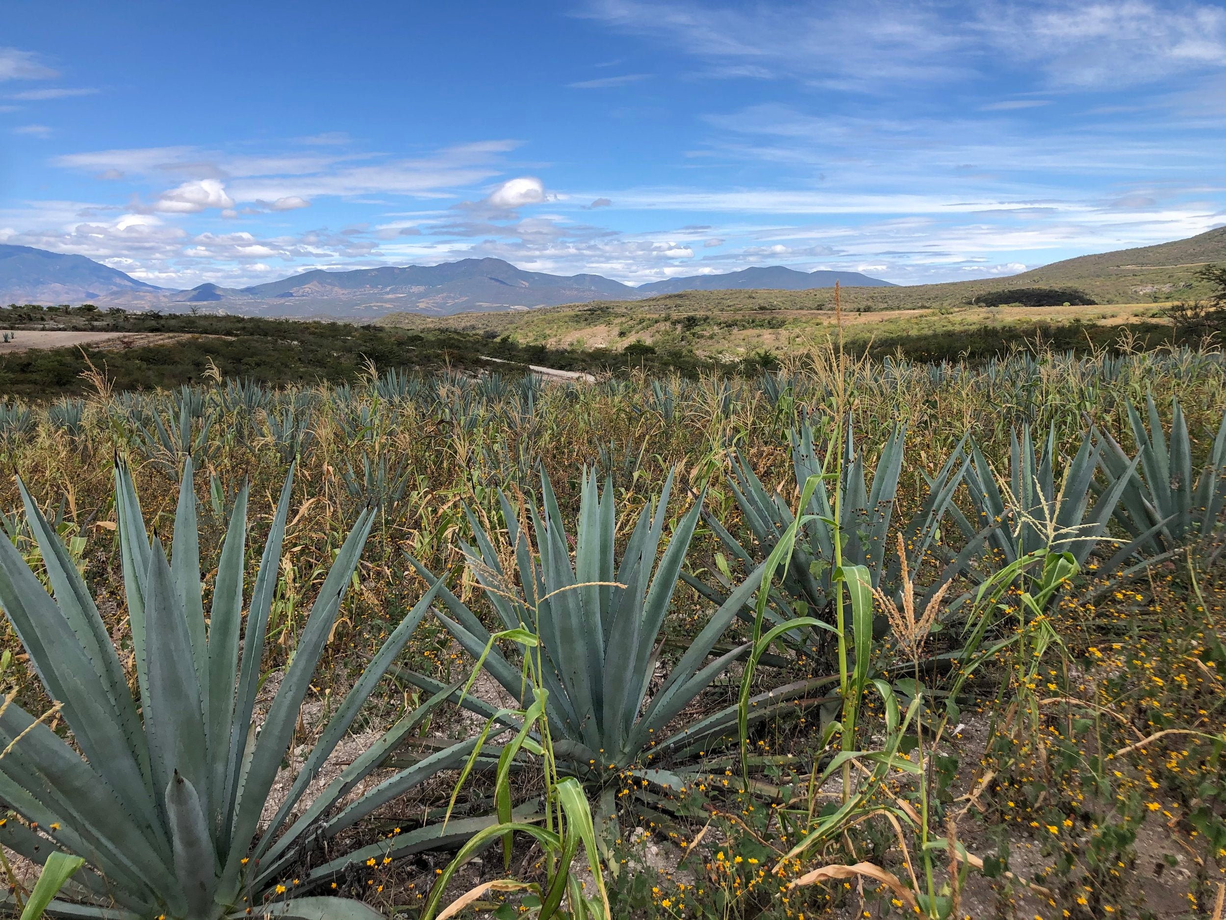 Agave fields in Mexcio