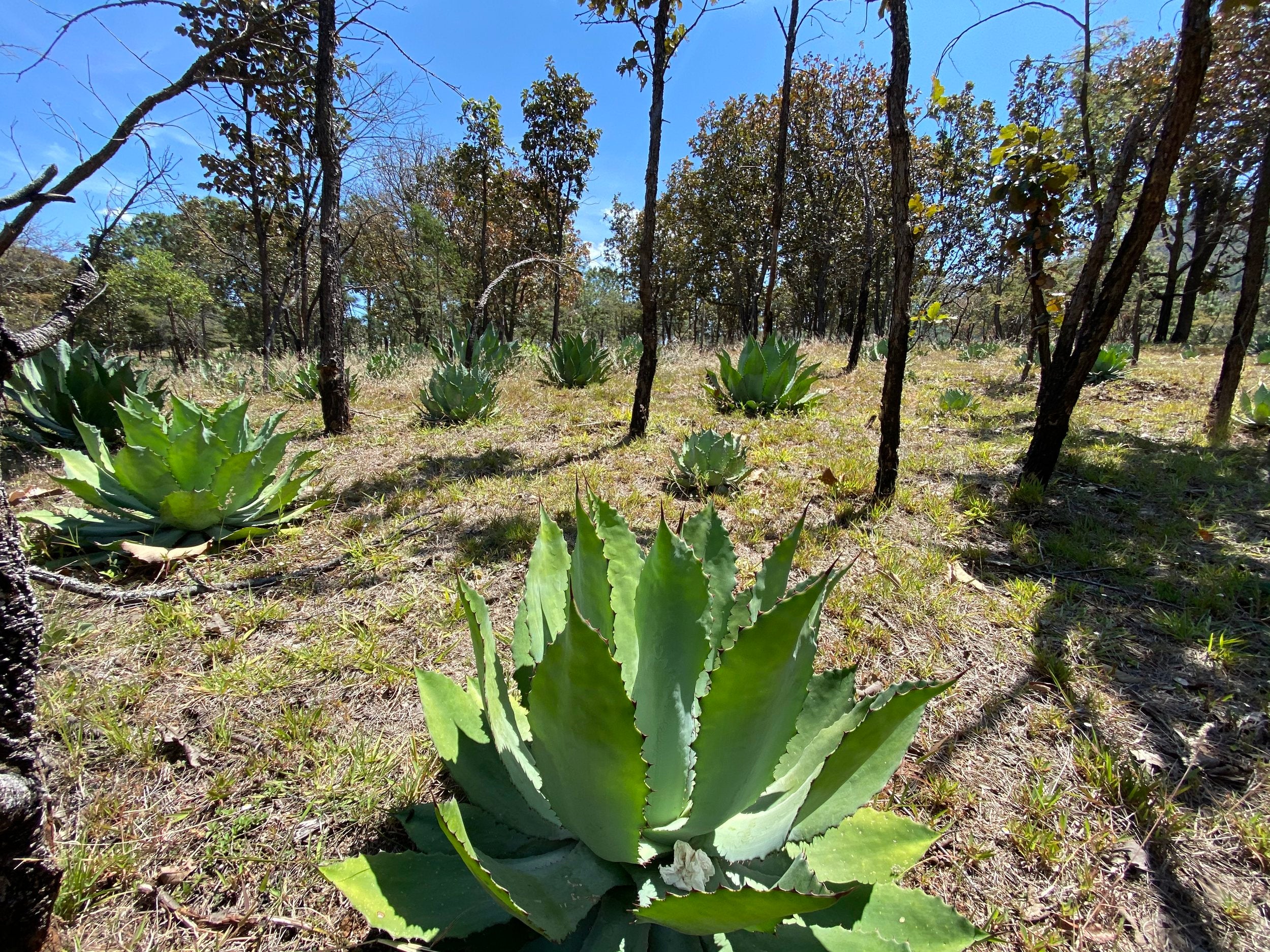 agave in the fields ready to make mezcal