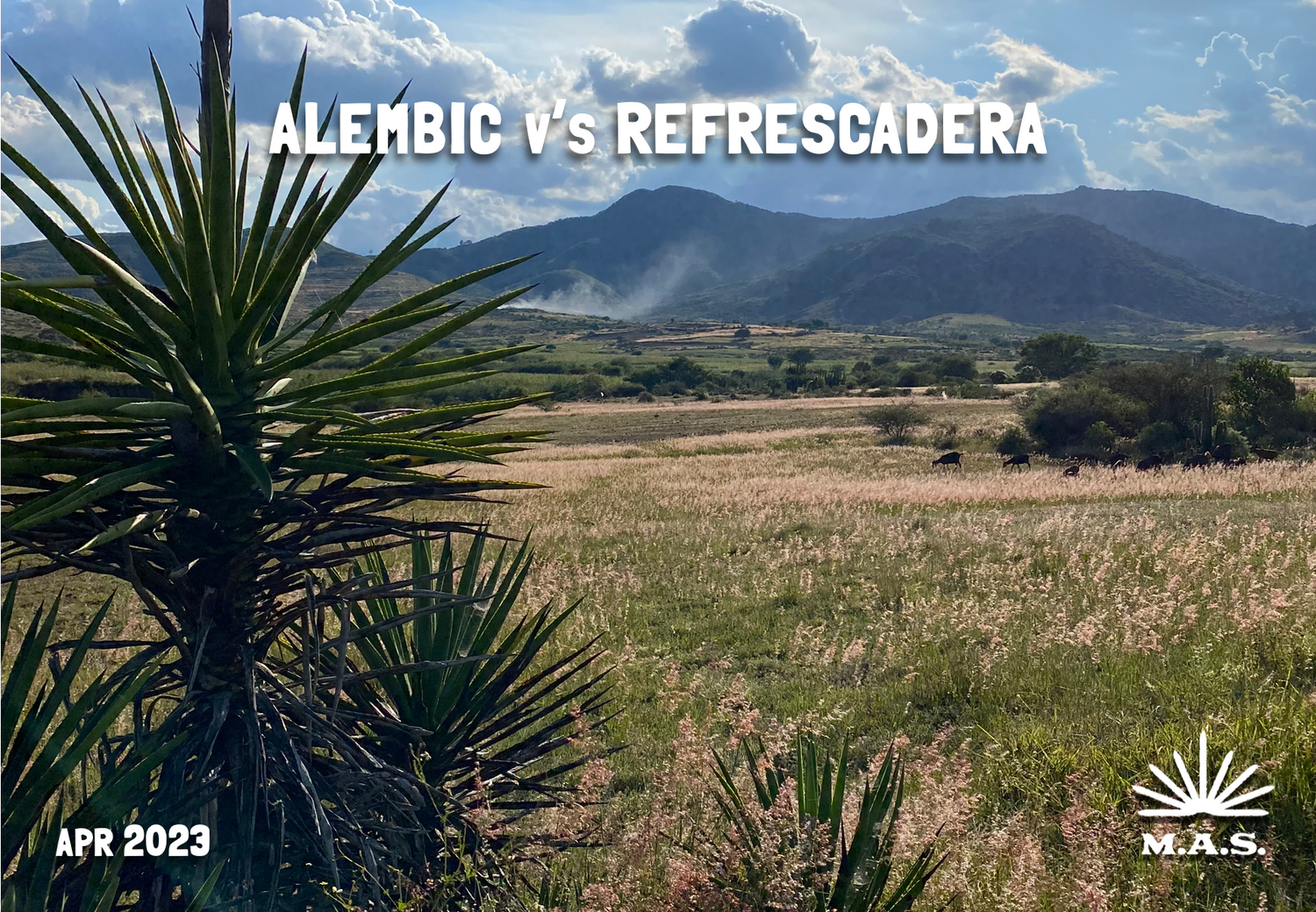 Mexican landscape used for the April 2023 edition of the Mezcal Appreciation Society