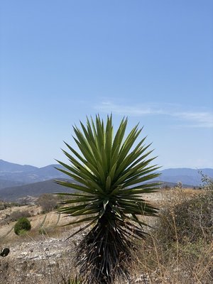 In the hills of Miahuatlán, ready to make mezcal for the Sin Gusano Project