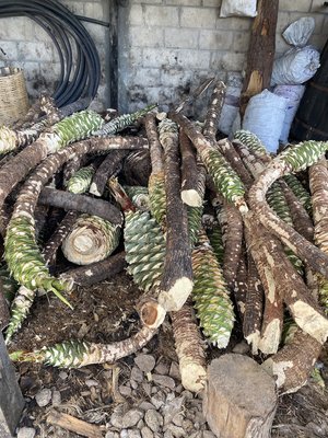 Cuishe waiting to roast for the limited release bottles of mezcal for the Sin Gusnao project