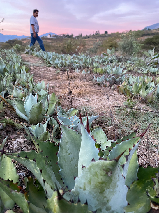 young agave growing to become future mezcal