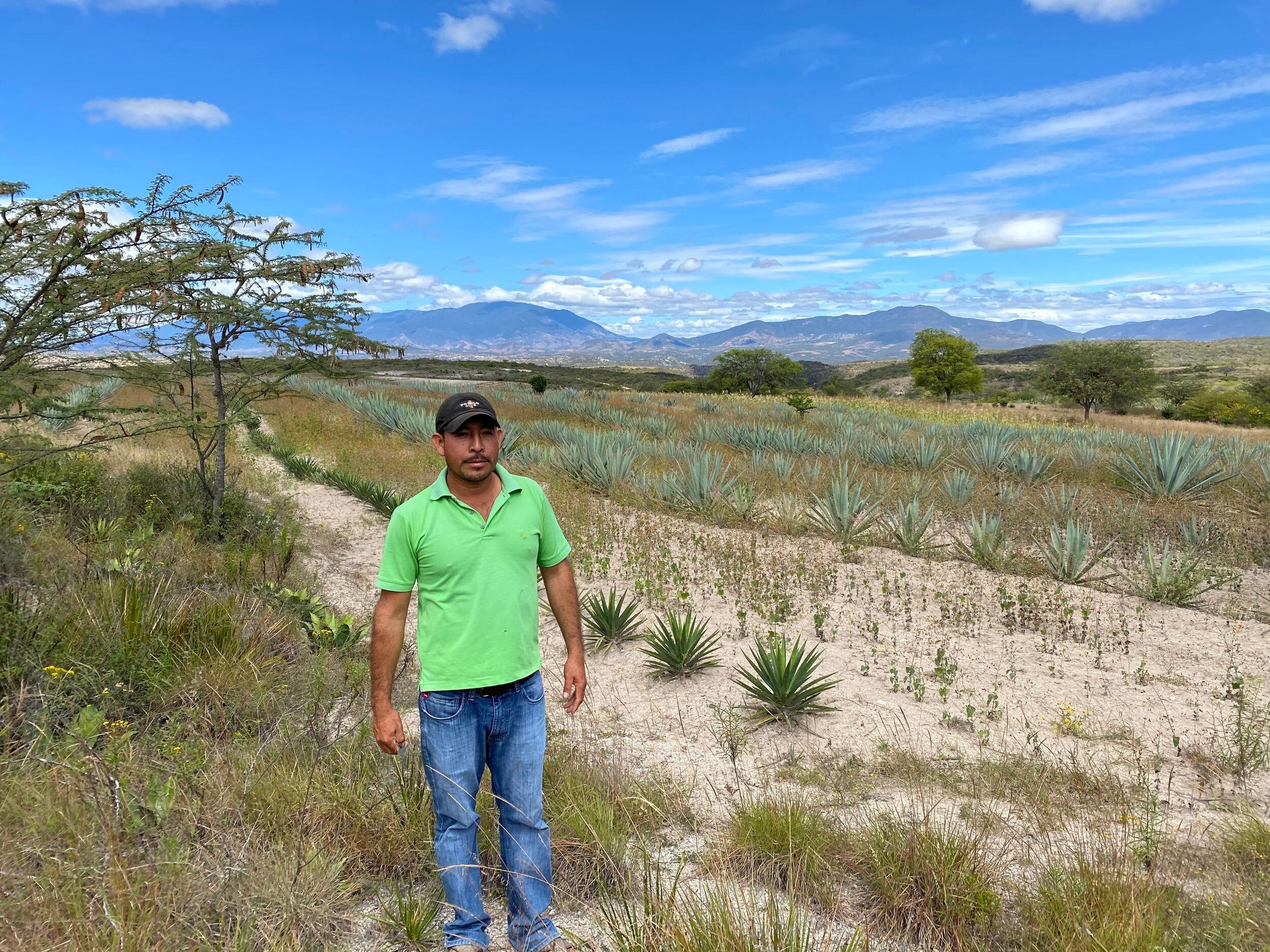 A man stood in front of rows of Agave before harvesting them for Mezcal