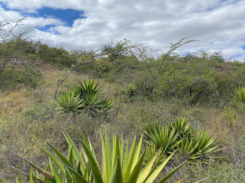 Wild Agave growing in Mexico to produce mezcal