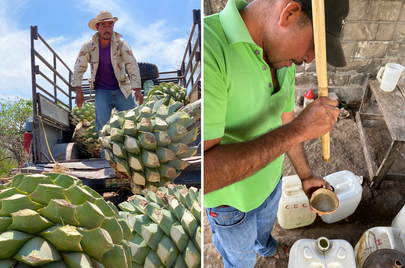 Pina's being unloaded from a truck ready to make mezcal