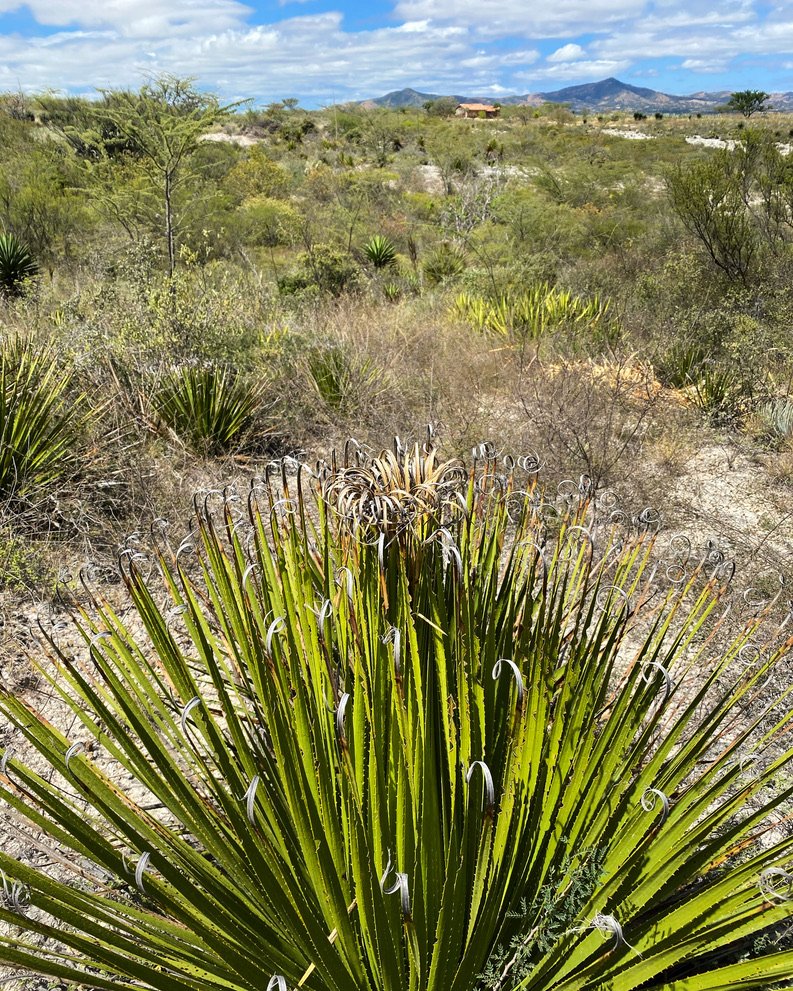 Wild Cucharillo in Amatlán used for mezcal
