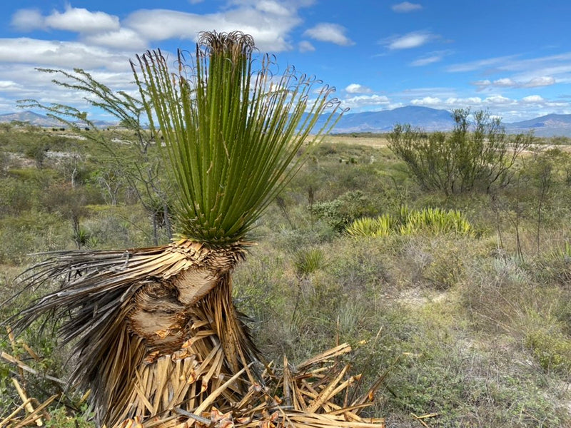 Partly harvested, Wild Cucharillo in Amatlán for mezcal production