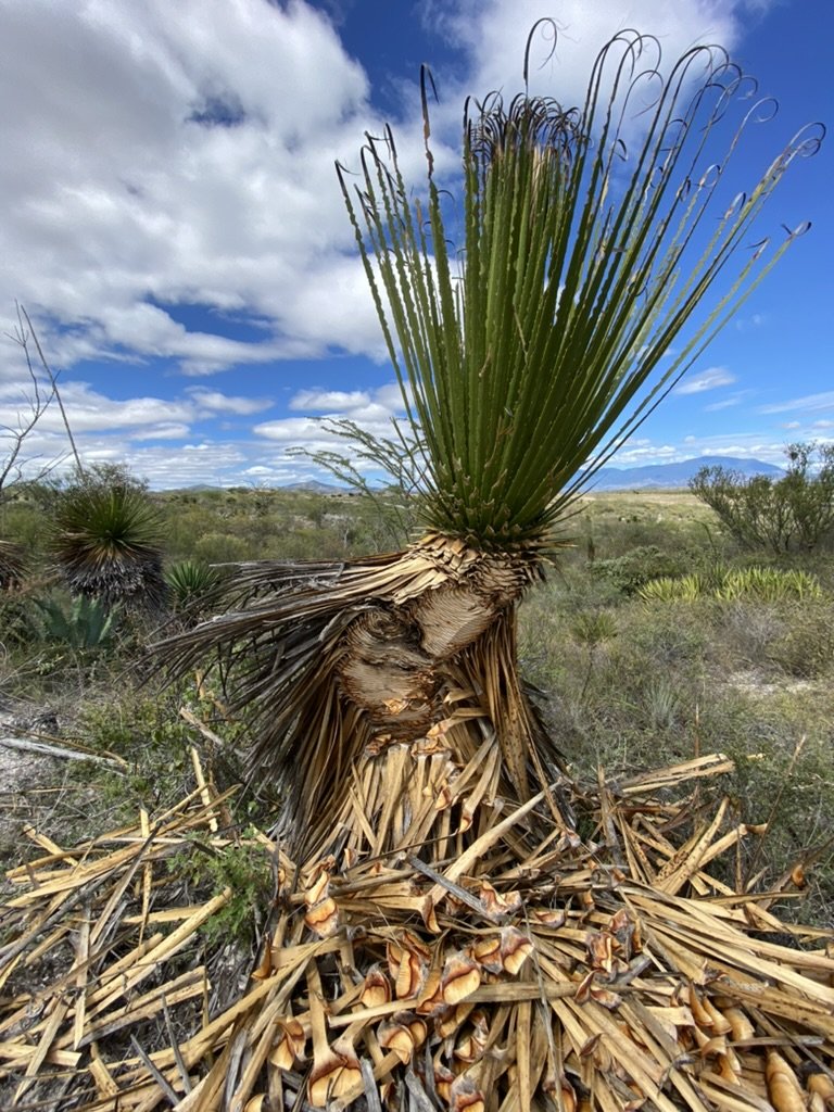 PArtly harvested Wild Cucharillo in Amatlán for mezcal