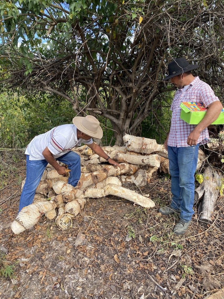 Checking out the harvested Cucharillo with Nicolas & Camilo