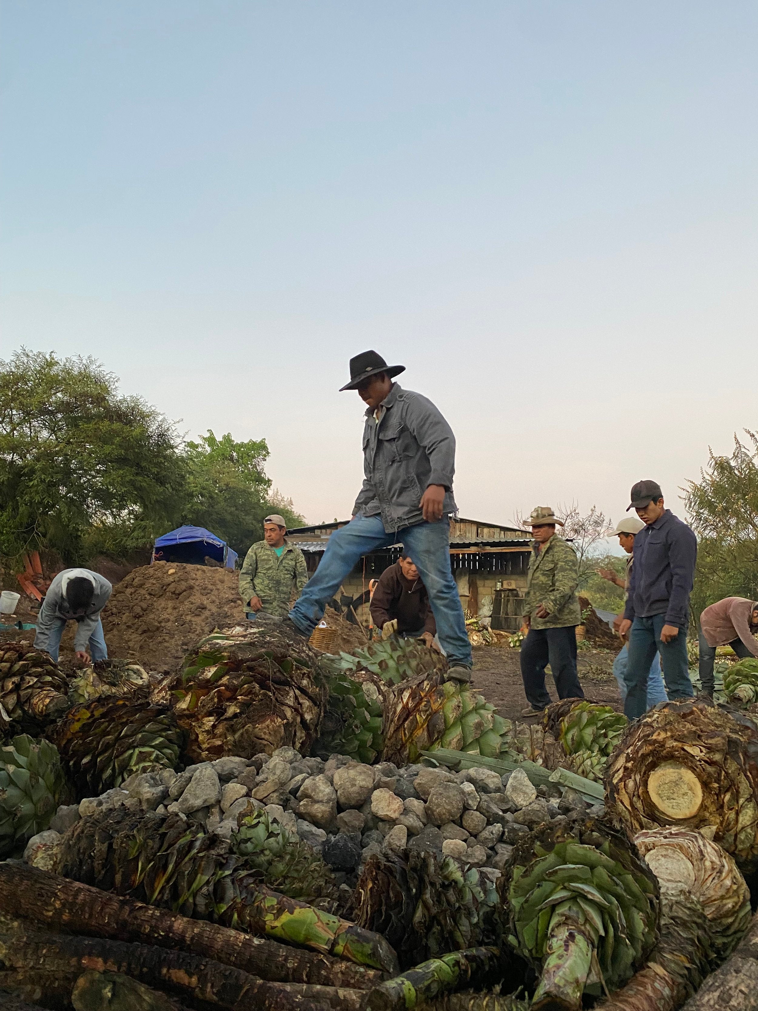 A man stood on top of huge Pinas waiting to be roasted for mezcal