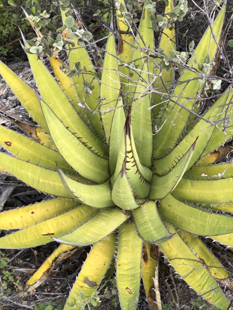 An Agave plant for making mezcal