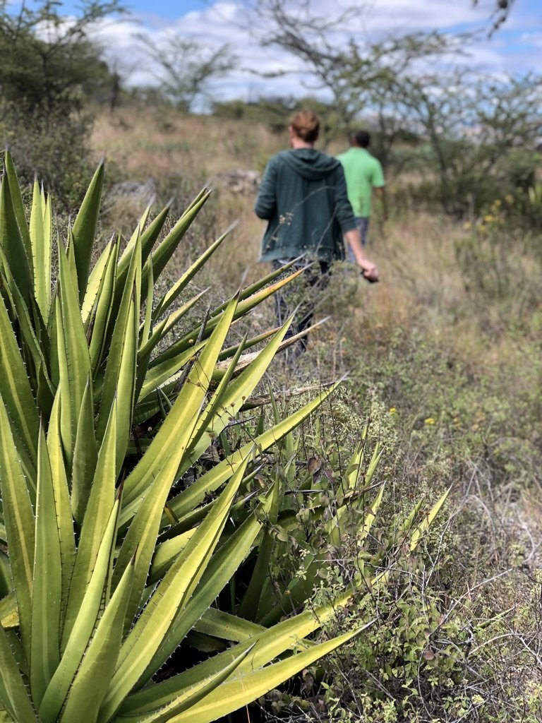 Agave with Jon from the Sin Gusano project walking behind