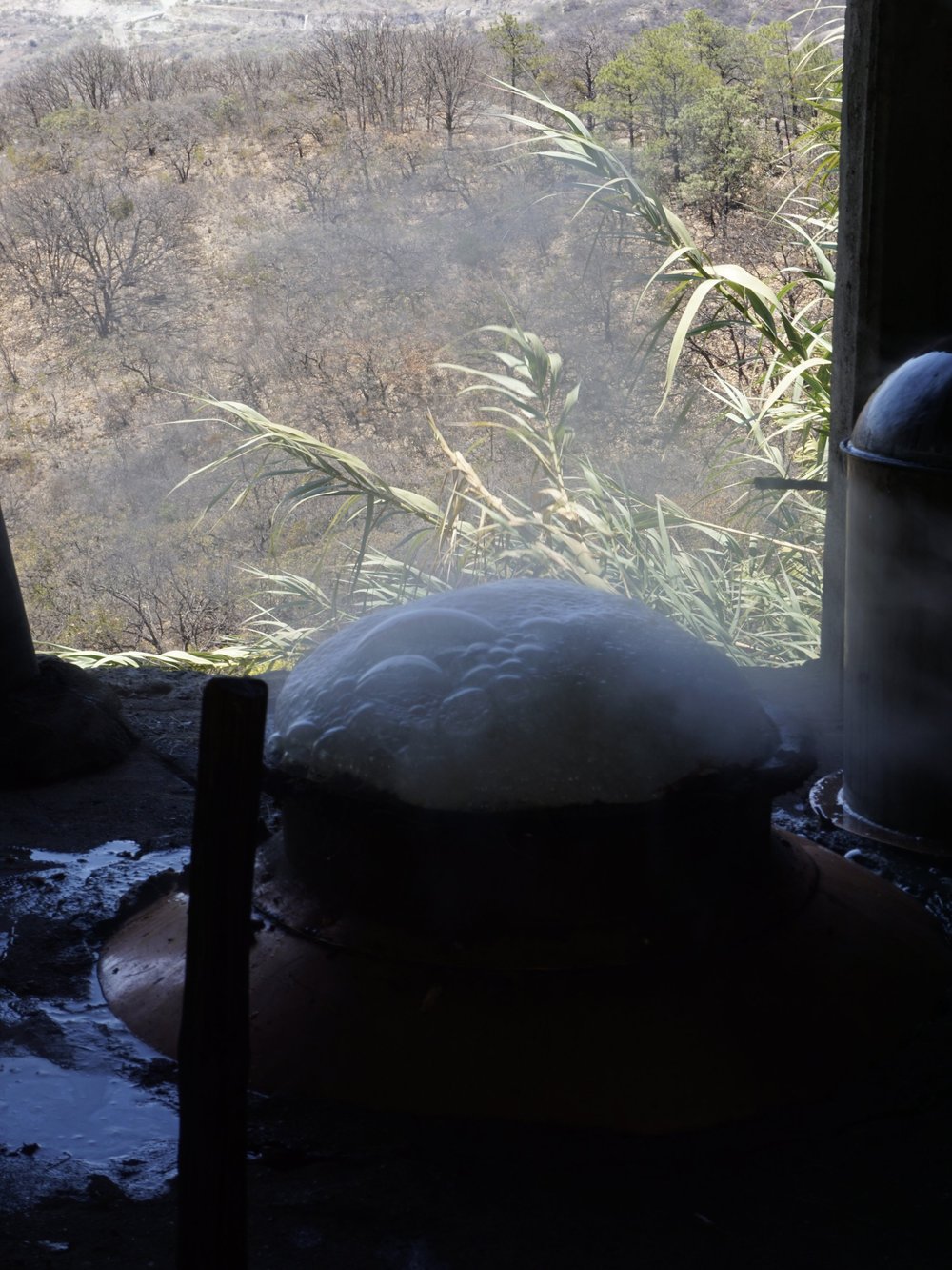 Foaming Jabali interrupts distillation of mezcal