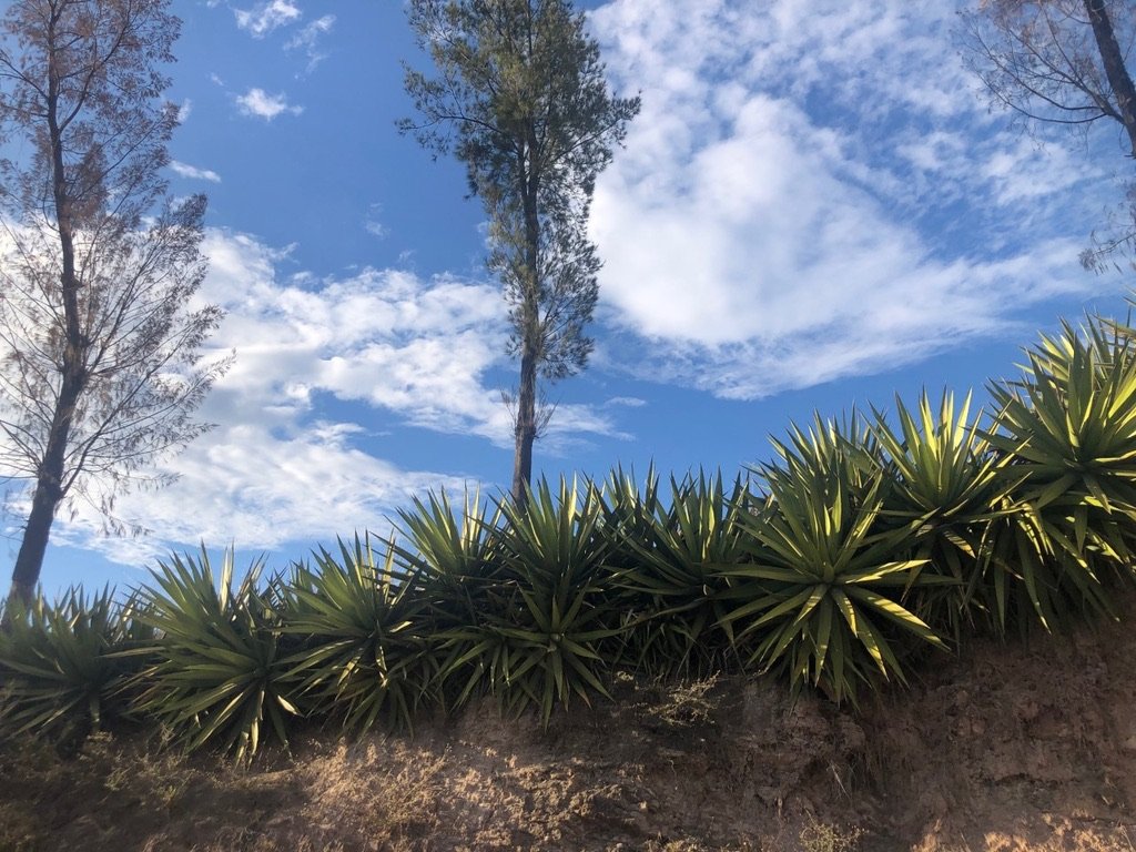 A row of wild agave growing in Mexico