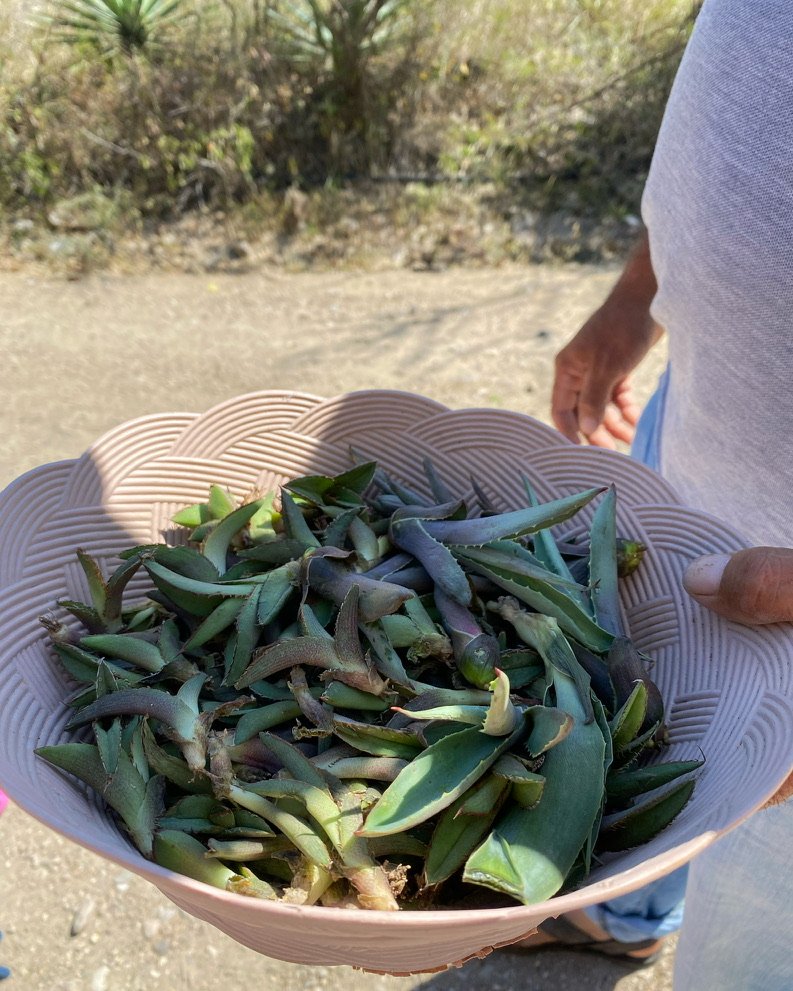 Agave seedlings gathered to re-plant to make more agave for mezcal production