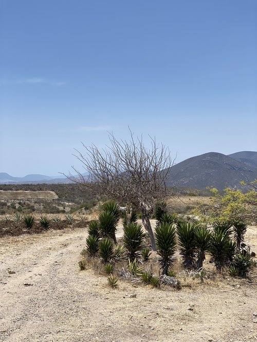 Maguey Biquix for the Biquix con Piña - El Guayabo small batch mezcal
