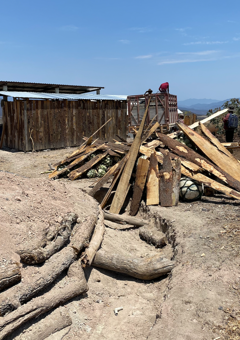 Agave delivery for mezcal