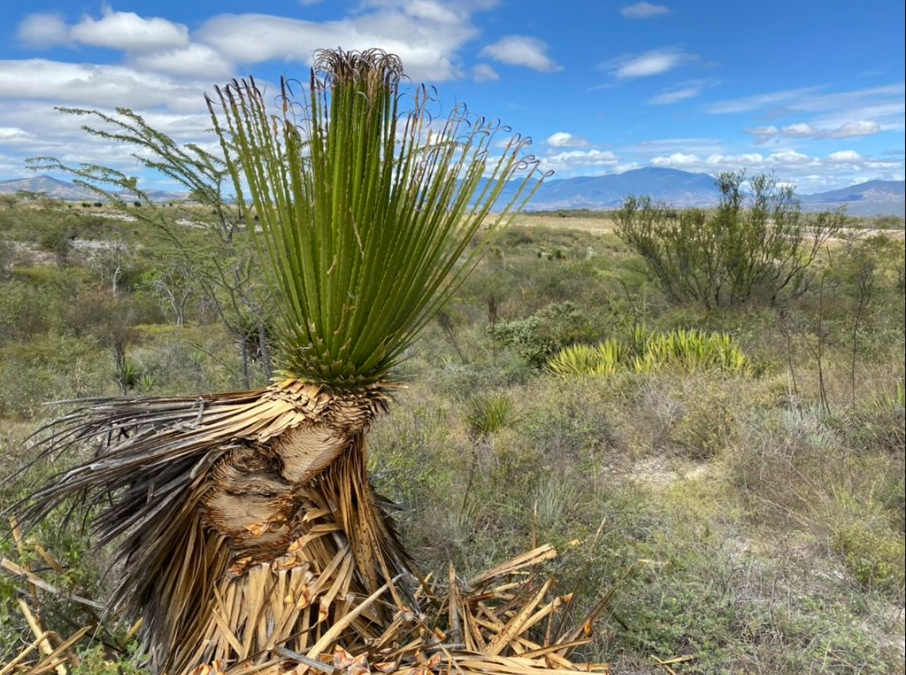 Farming of the Agave used for the Cucharillo con Espadín - Amatlán Mezcal. Limited bottling available at Sin Gusano