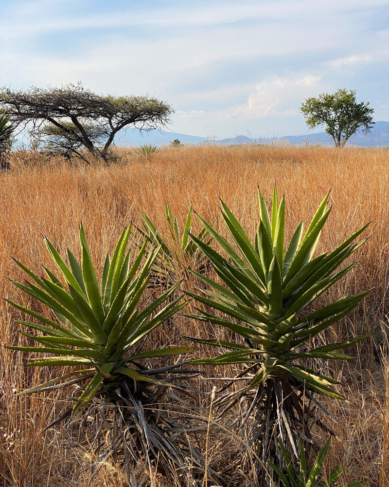 The agave for the Cuishe - San Luis Amatlán Mezcal. Limited bottling only available at Sin Gusano